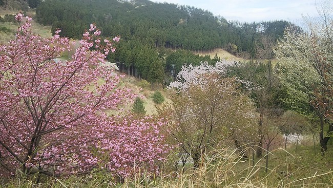 榛東村創造の森キャンプ場