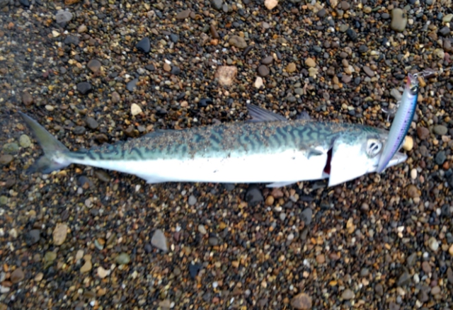 カタクチ湧くも・・