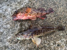 2016　釣行１６～１７回目