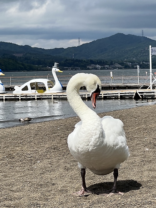 浩庵と富士山ひとまわり