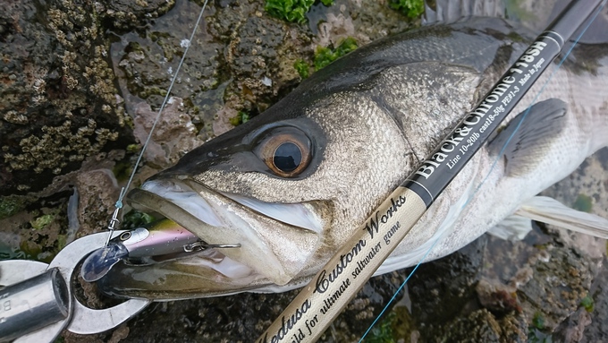 趣味の釣り