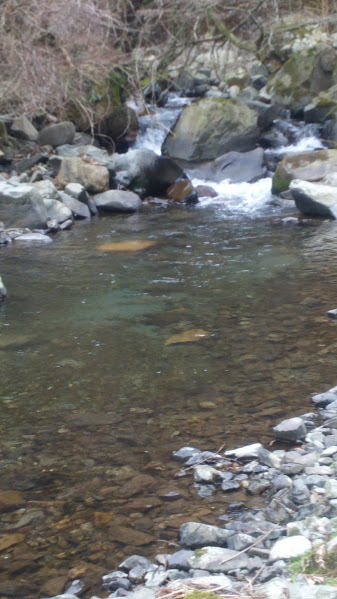 Natural Fishing Reporter 員弁川水系t川 三重県