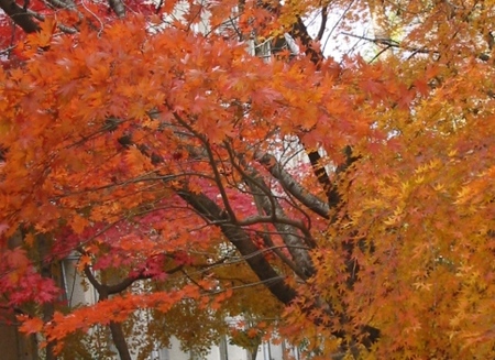 紅葉狩り