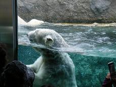 旭山動物園！！
