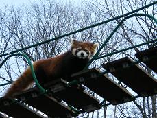 旭山動物園！！