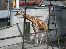 旭山動物園！！