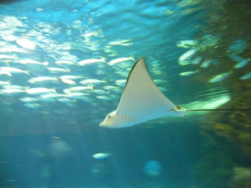 小樽水族館！！