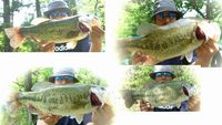バス釣り 今期初ゴーマル