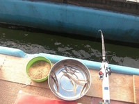 野尻湖ワカサギ