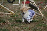 山梨でキャンプ