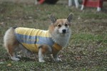 山梨でキャンプ