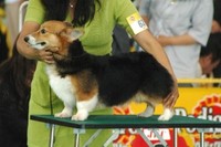FCI長野インターナショナルドッグショー
