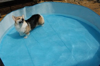 お庭でプール