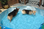 プール入ったよ