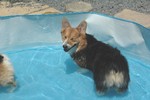 プール入ったよ