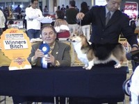 単犬種合同特別本部展
