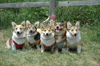 愛犬と旅行について・・・