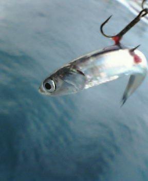 七里ヶ曽根マグロキャスティング最終戦　その２