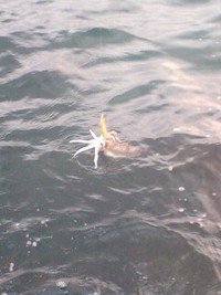 まりもさんを撃破！