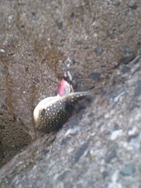 俺ってイカす 男？