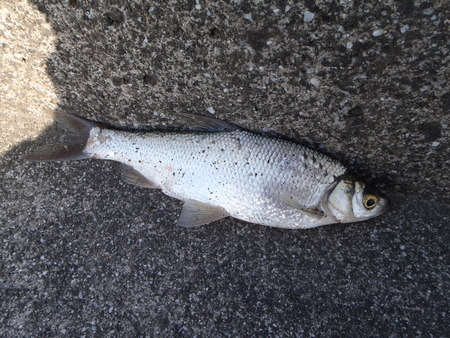この魚は何？