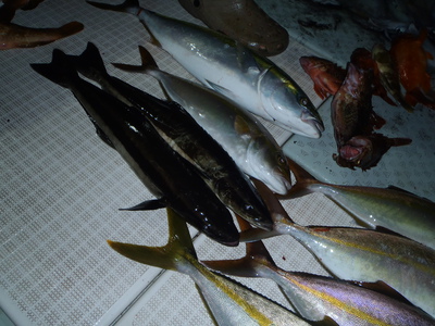 9月30日ワイルドなアレが釣れたぜぇ～@KRUISE