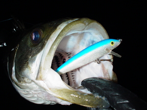 Live in RAPALA　イマジネーション