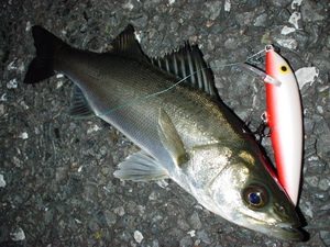 Live in RAPALA　イマジネーション