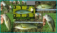 週末のご近所釣行 2013/07/23 10:44:55