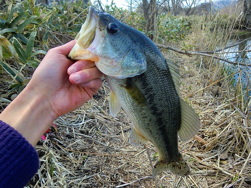 短時間釣行