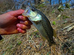 短時間釣行