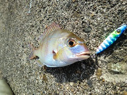 カズヒロの海釣りどうでしょう