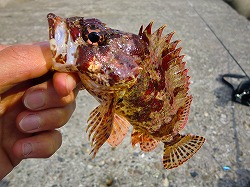 カズヒロの海釣りどうでしょう