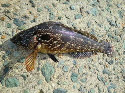 カズヒロの海釣りどうでしょう