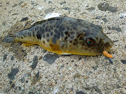 カズヒロの海釣りどうでしょう