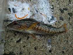 カズヒロの海釣りどうでしょう