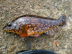 カズヒロの海釣りどうでしょう