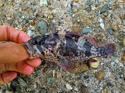 カズヒロの海釣りどうでしょう