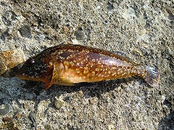 カズヒロの海釣りどうでしょう