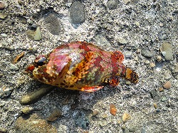 カズヒロの海釣りどうでしょう