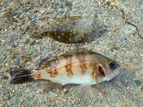 カズヒロの海釣りどうでしょう