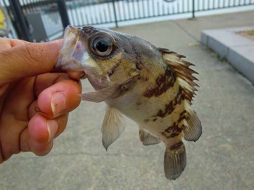 カズヒロの海釣りどうでしょう