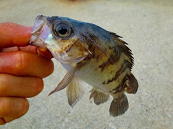 カズヒロの海釣りどうでしょう