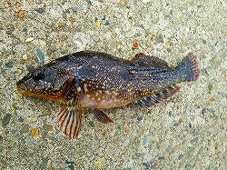 カズヒロの海釣りどうでしょう