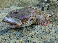 地獄の二日連続釣行⇒⇒…orz