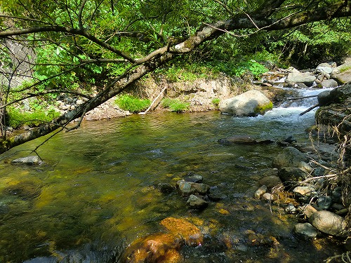 登山でぶぅ～in早池峰山(≧∇≦)