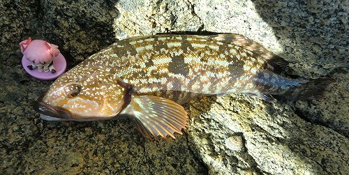 磯ロック；嵐の後の素敵な出会い