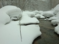 黙々と猛吹雪に耐える