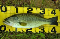 ご近所釣行：見えない変化の釣り 2013/08/05 23:33:21