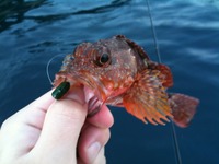 帰省－ボートロック釣行 2011/08/01 12:17:53